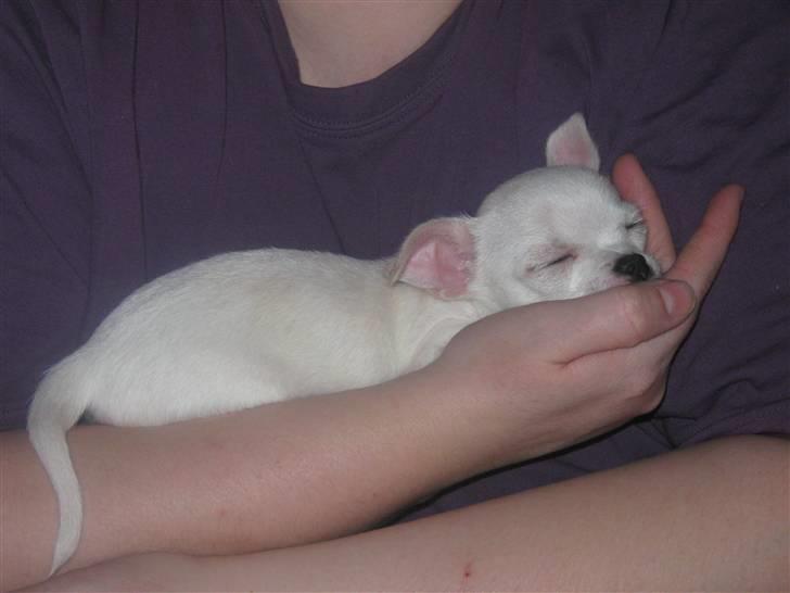 Chihuahua Lykke   " nu i pleje " billede 4