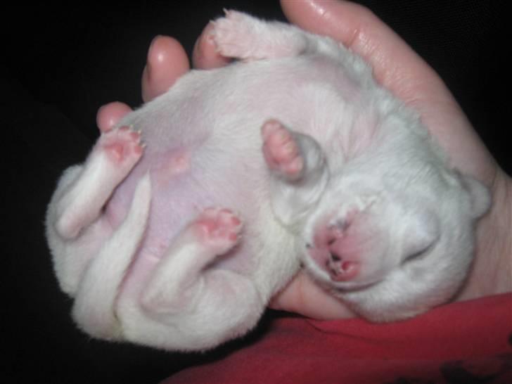 Chihuahua Lykke   " nu i pleje " billede 5