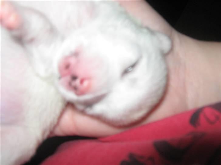 Chihuahua Lykke   " nu i pleje " billede 6