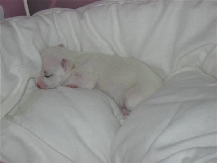 Chihuahua Lykke   " nu i pleje " billede 7