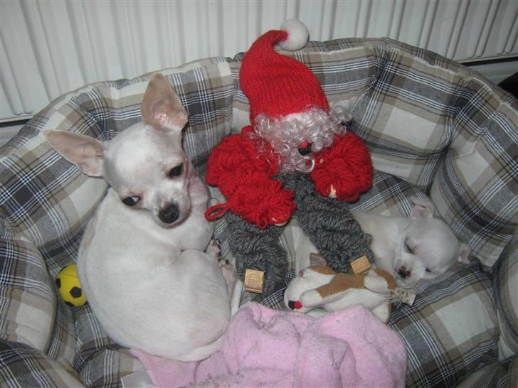 Chihuahua Lykke   " nu i pleje " billede 8