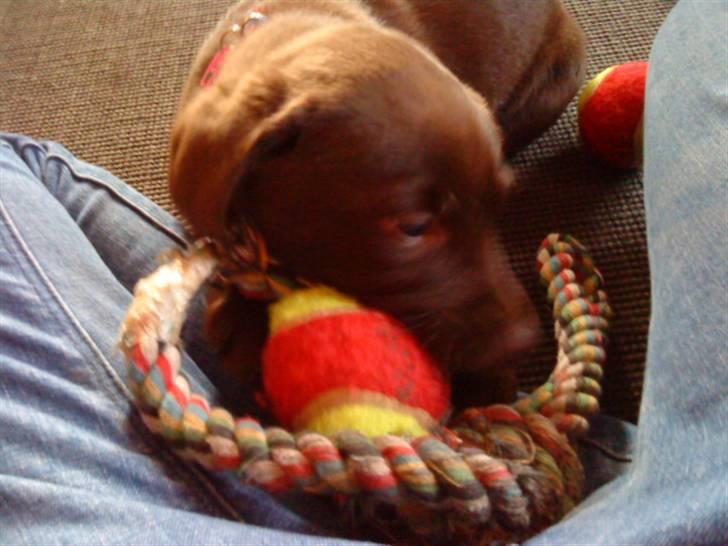 Labrador retriever Ronja<3 billede 1