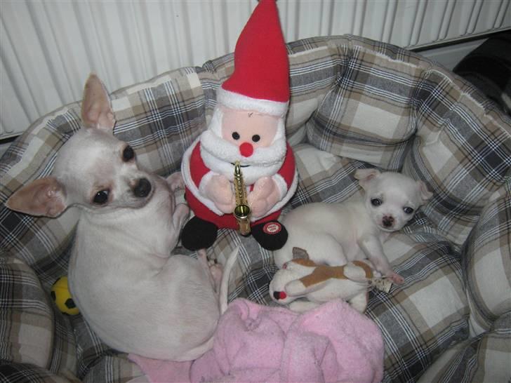 Chihuahua Lykke   " nu i pleje " billede 9