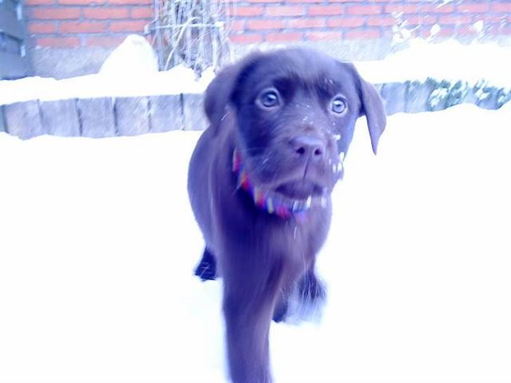 Labrador retriever Ronja<3 billede 2
