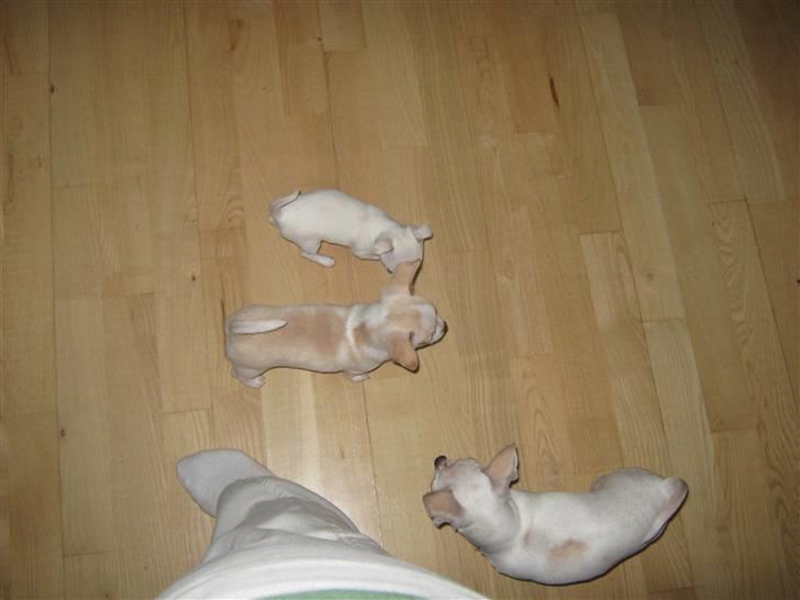 Chihuahua Lykke   " nu i pleje " billede 10