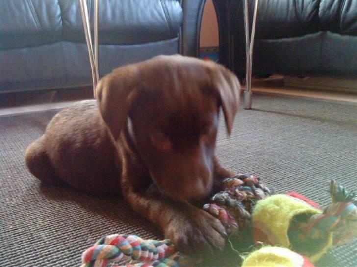 Labrador retriever Ronja<3 billede 3