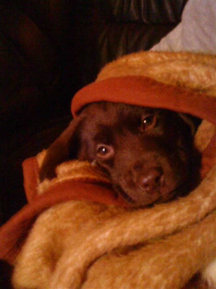 Labrador retriever Ronja<3 billede 4