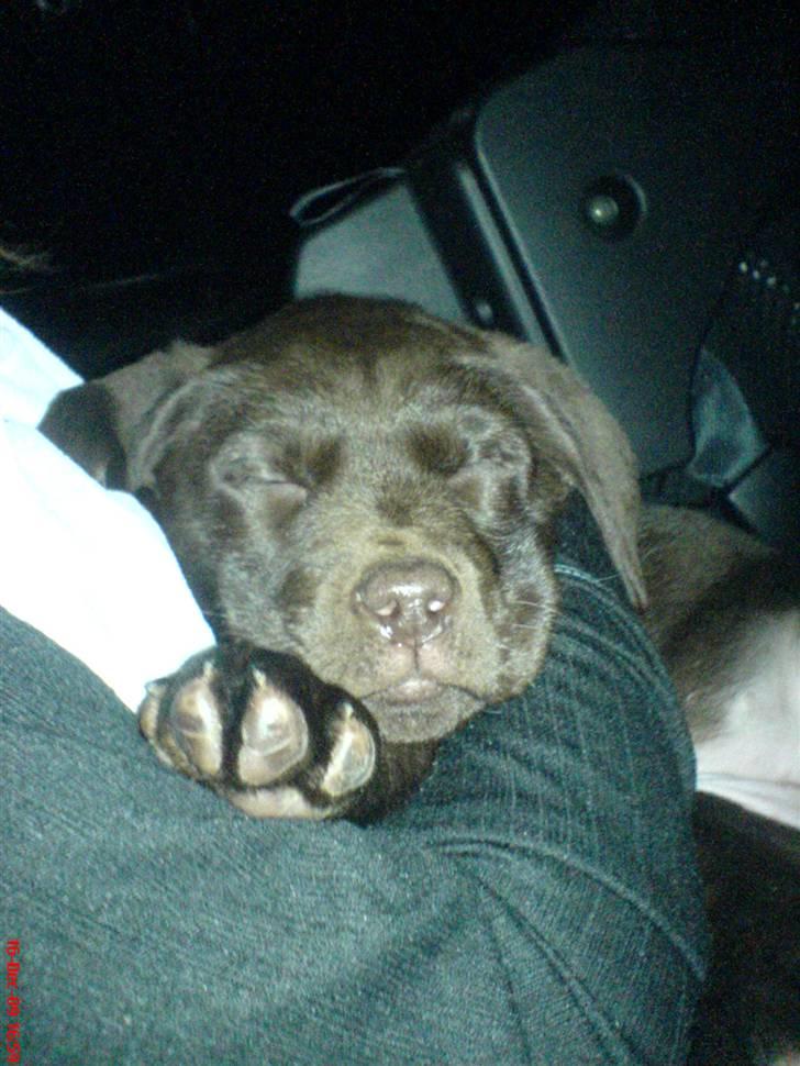 Labrador retriever Ronja<3 billede 5