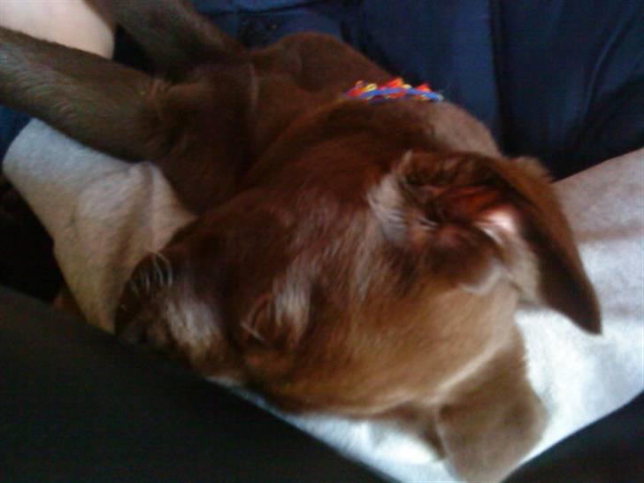 Labrador retriever Ronja<3 billede 6