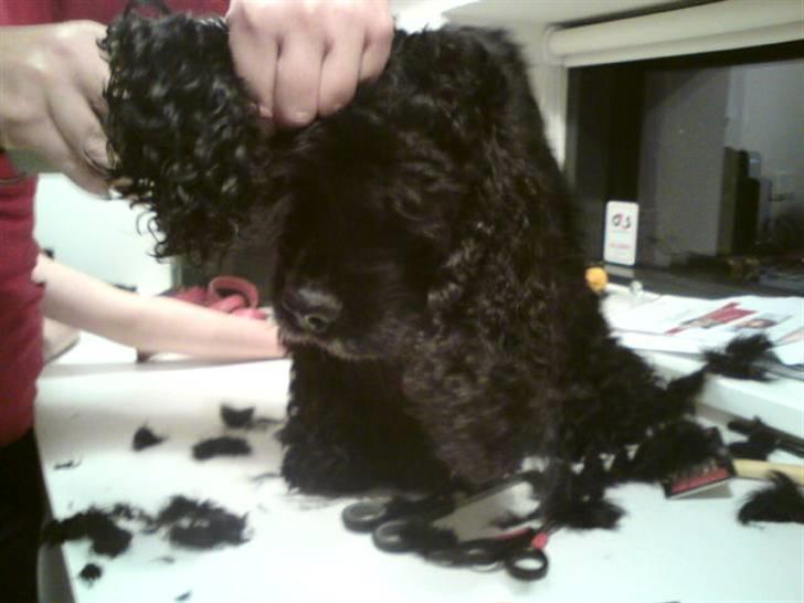 Amerikansk cocker spaniel Truly Yours Barbie billede 17