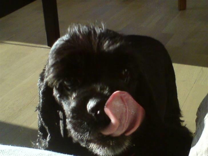 Amerikansk cocker spaniel Truly Yours Barbie billede 18