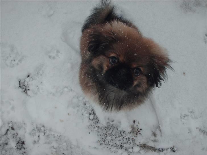 Pekingeser Gizmo billede 1