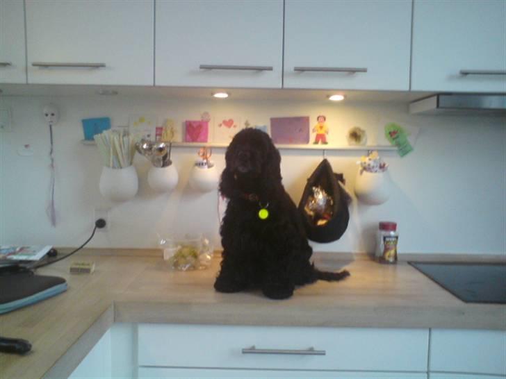 Amerikansk cocker spaniel Truly Yours Barbie billede 19