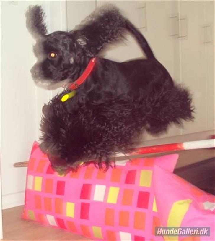 Amerikansk cocker spaniel Truly Yours Barbie billede 20