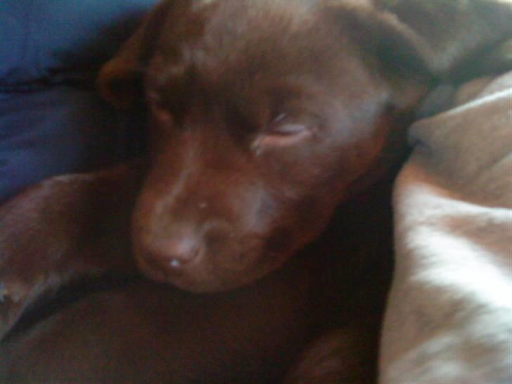 Labrador retriever Ronja<3 billede 7