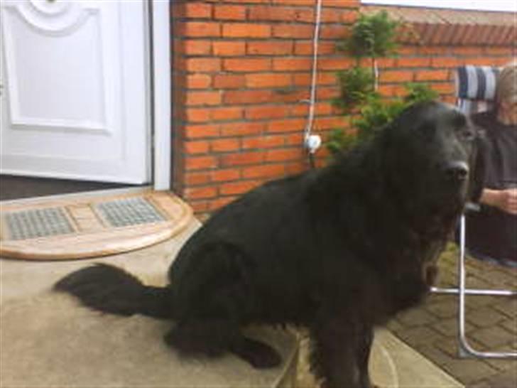 Flat coated retriever Ricko<3 billede 15