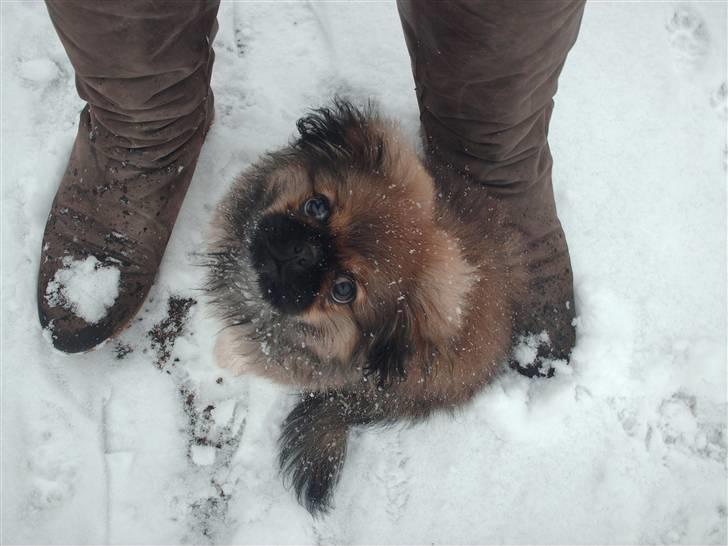 Pekingeser Gizmo billede 2