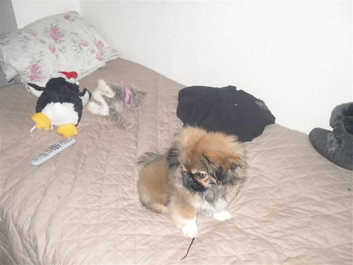 Pekingeser Gizmo billede 3
