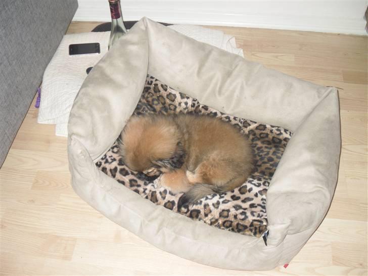 Pekingeser Gizmo billede 4