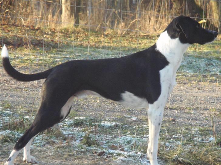 Blanding af racer Bertram - Velkommen til Bertram´s profil... billede 1