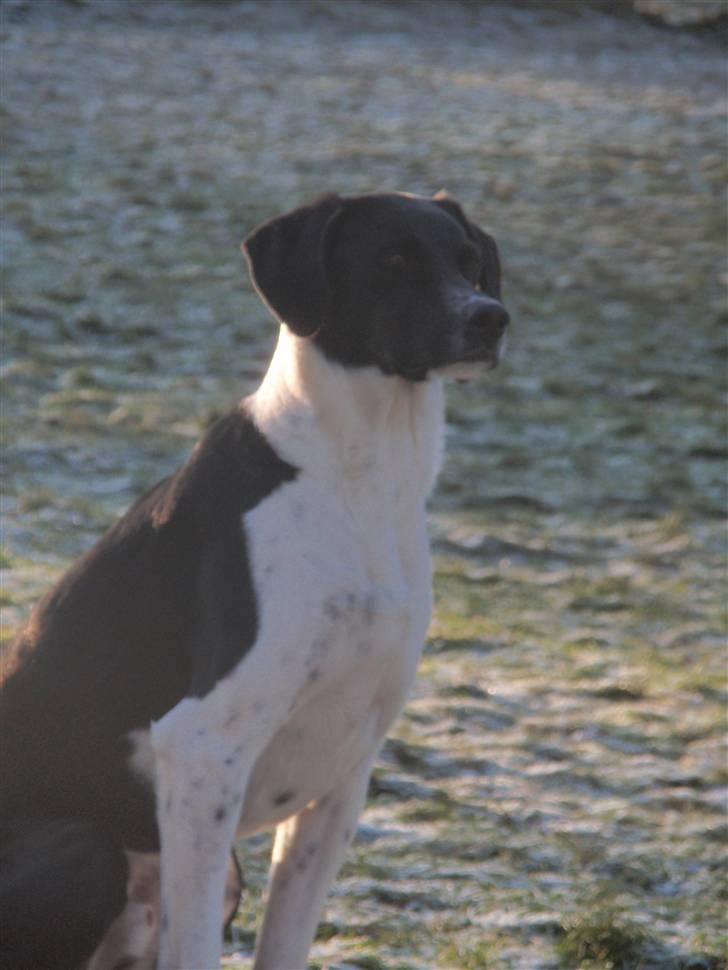 Blanding af racer Bertram billede 2