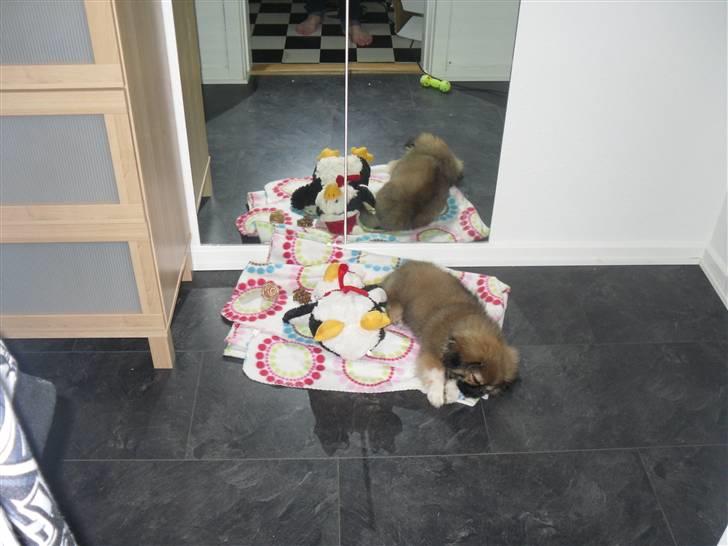 Pekingeser Gizmo billede 7