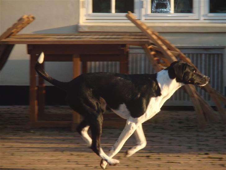 Blanding af racer Bertram billede 3