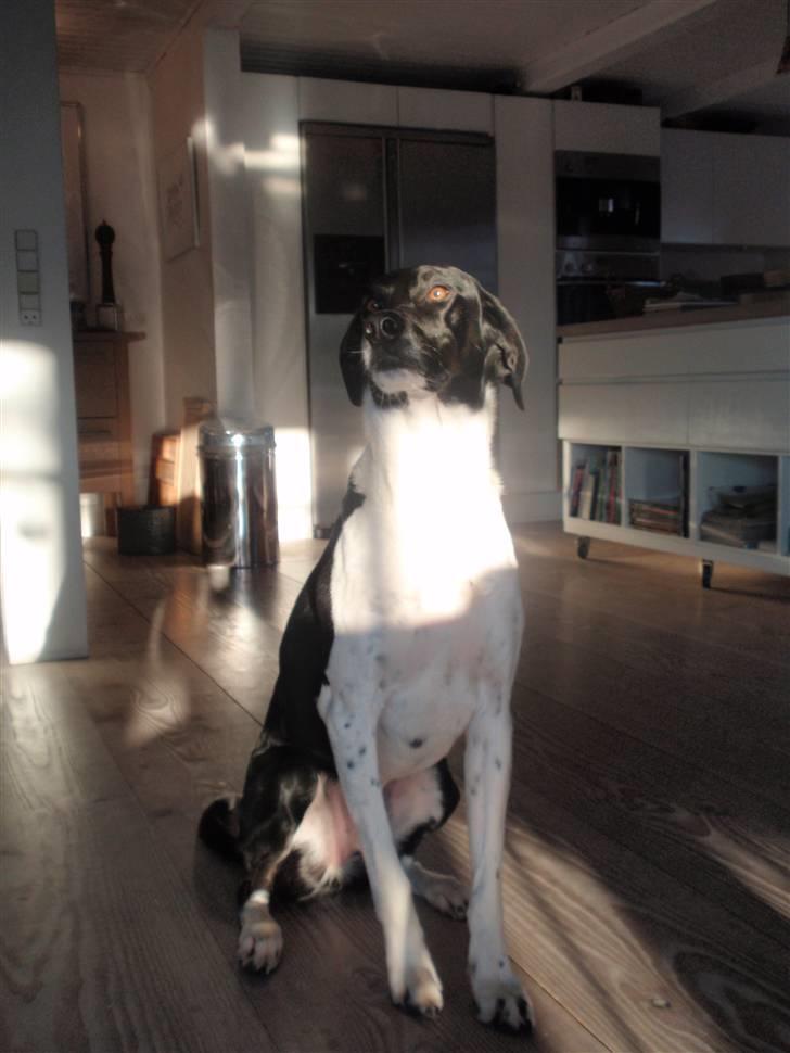 Blanding af racer Bertram billede 5