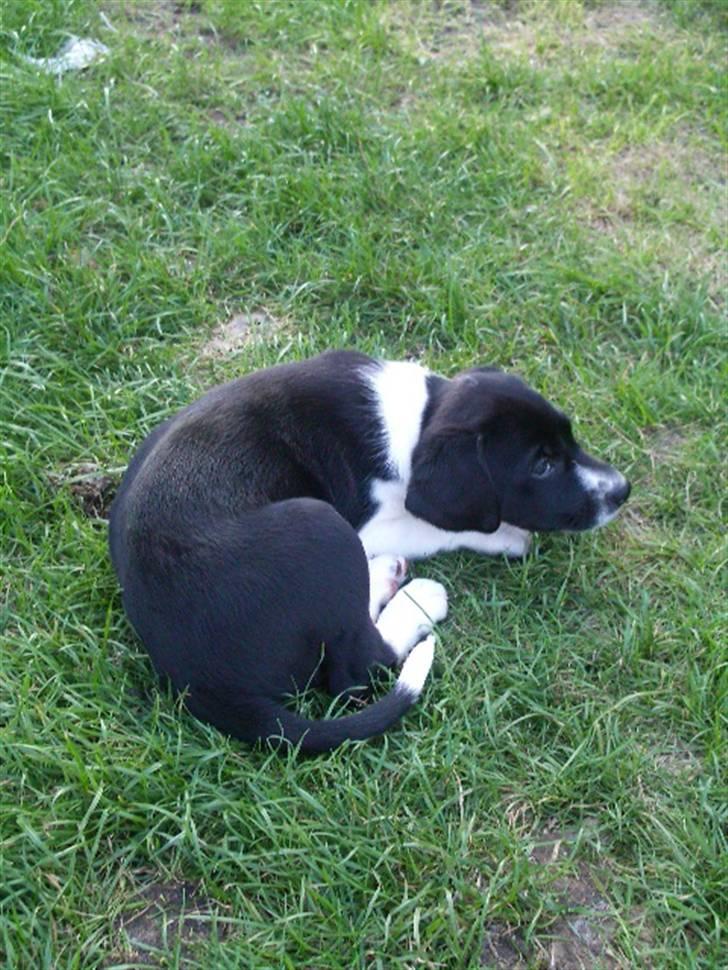 Blanding af racer Bertram billede 6