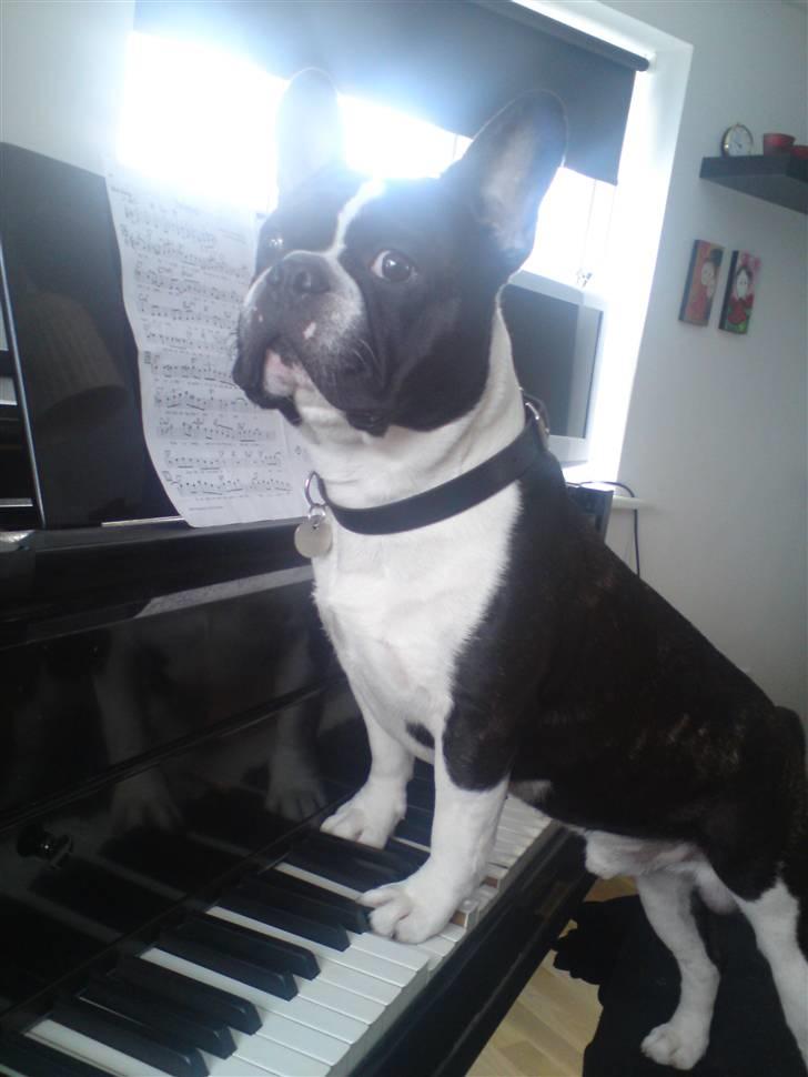 Fransk bulldog Bertram billede 12