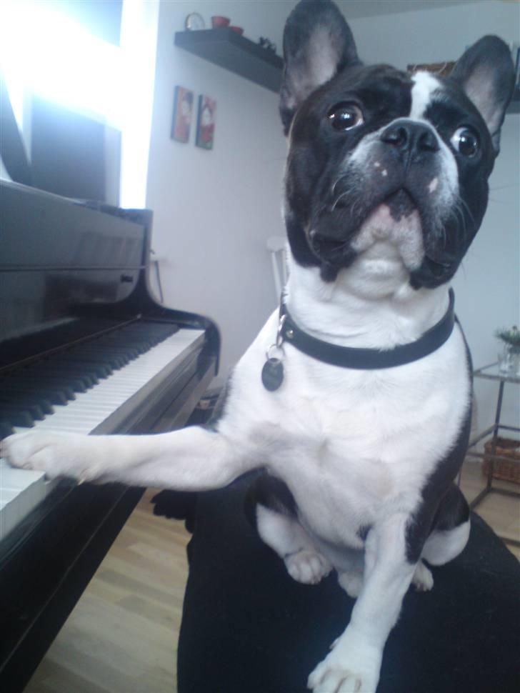 Fransk bulldog Bertram billede 13