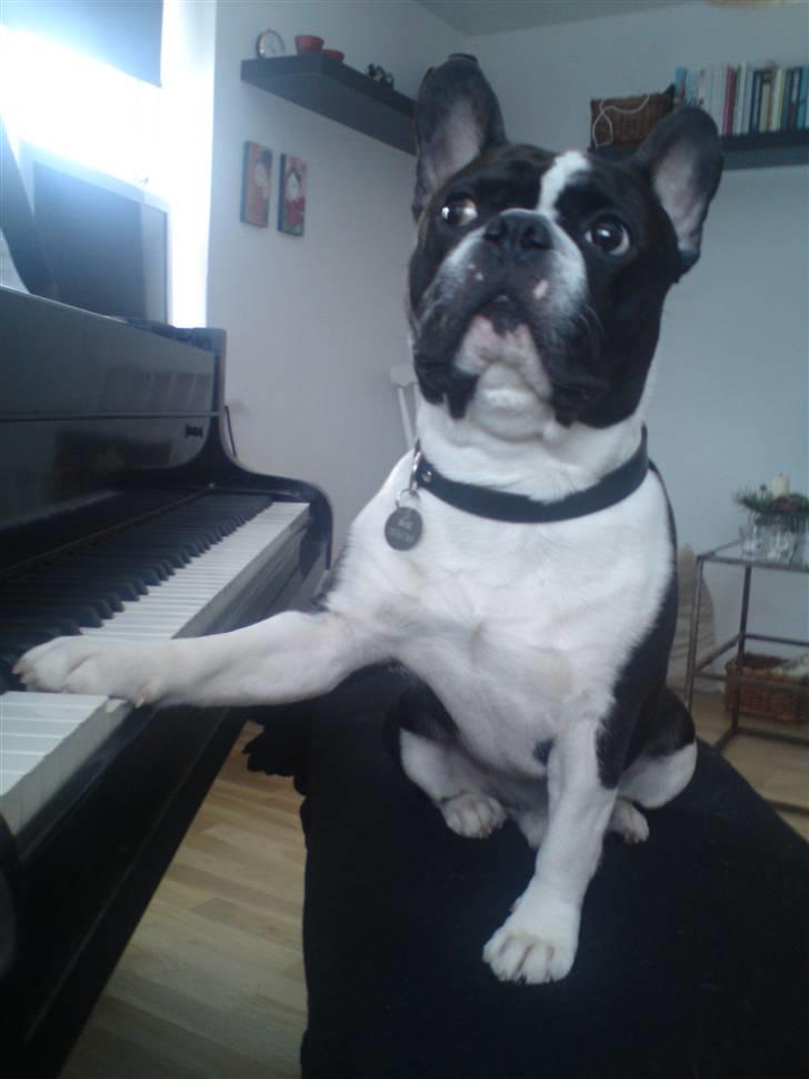 Fransk bulldog Bertram billede 14