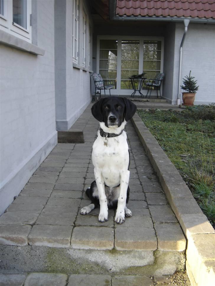 Blanding af racer Bertram billede 7