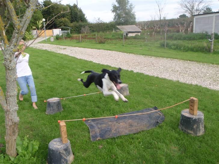 Blanding af racer Bertram billede 8