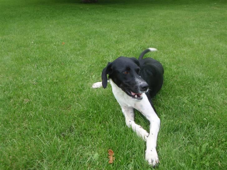 Blanding af racer Bertram billede 9