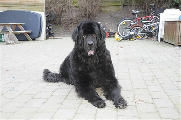 Newfoundlænder Julie (Himmelhund) billede 11