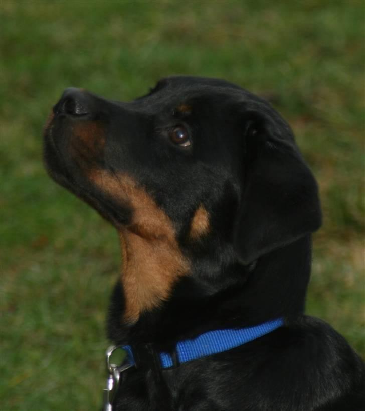 Rottweiler Fattiggården's Phantom billede 1