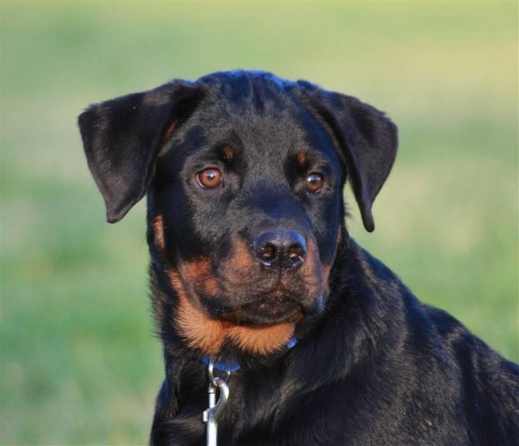 Rottweiler Fattiggården's Phantom billede 2