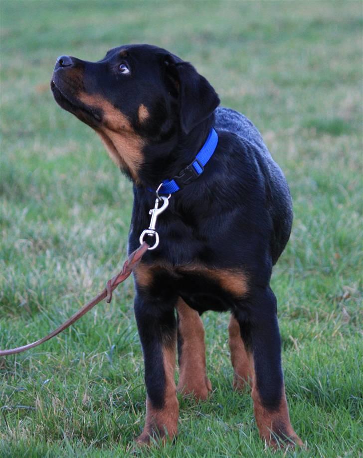 Rottweiler Fattiggården's Phantom billede 3