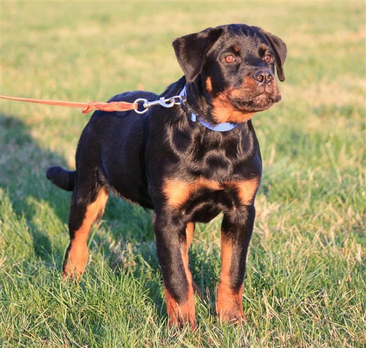 Rottweiler Fattiggården's Phantom billede 4