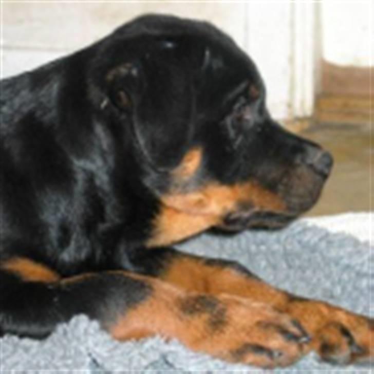 Rottweiler Fattiggården's Phantom billede 5