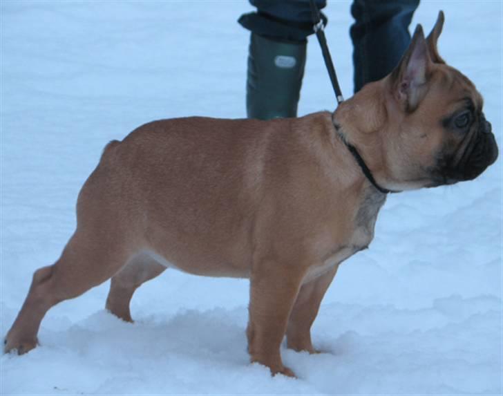 Fransk bulldog Radeau Azia - Azia 5 mdr billede 9