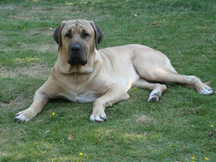 Broholmer Absalon (Balou) - (13 mdr) Venter på mit kødben. (58 kg) billede 10