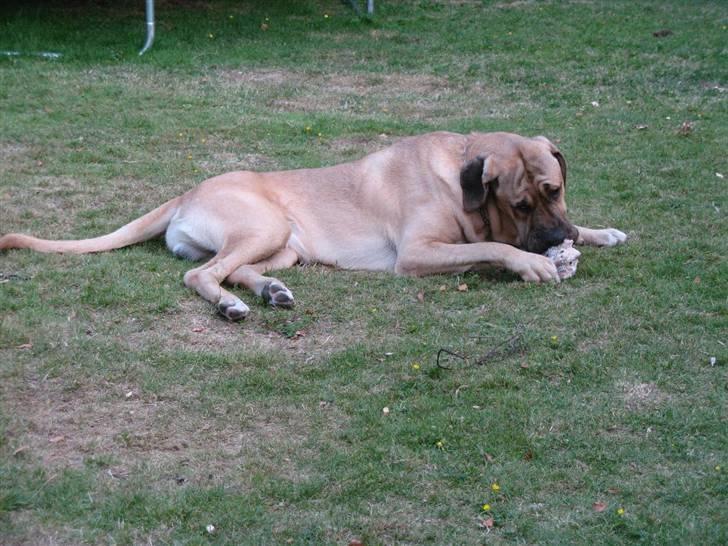 Broholmer Absalon (Balou) - (13 mdr) - mums det smager ! billede 11