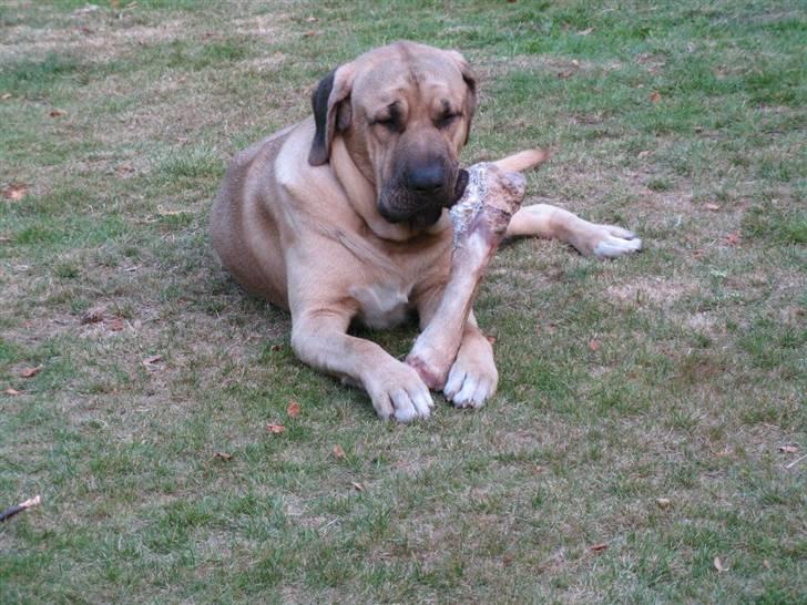 Broholmer Absalon (Balou) - (13 mdr) - og det hele er mit ! billede 12