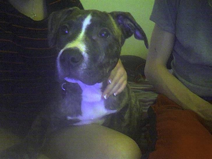 Amerikansk staffordshire terrier Schaya billede 1