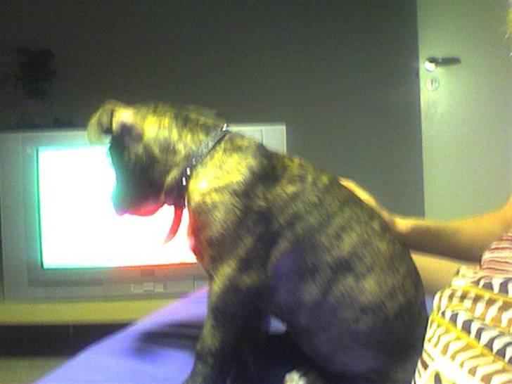 Amerikansk staffordshire terrier Schaya billede 2