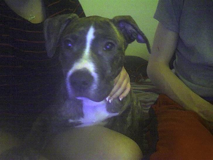 Amerikansk staffordshire terrier Schaya billede 3