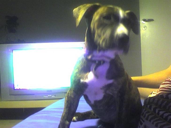 Amerikansk staffordshire terrier Schaya billede 4