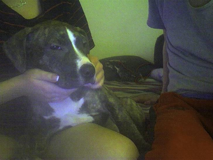 Amerikansk staffordshire terrier Schaya billede 5